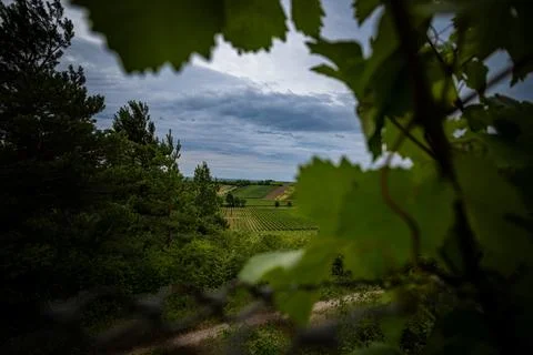 Vineyard Vista Stock Photos