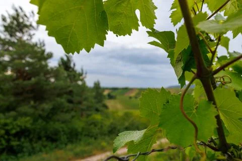 Vineyard Vista Stock Photos