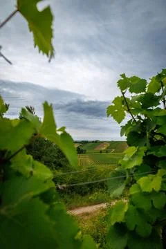 Vineyard Vista Stock Photos