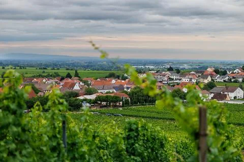 Vineyard Vista Stock Photos