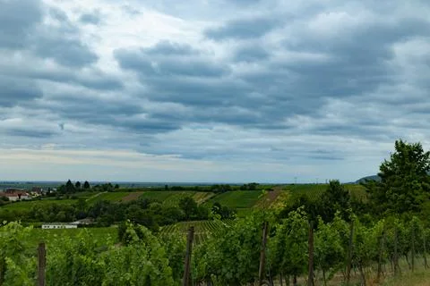 Vineyard Vista Stock Photos