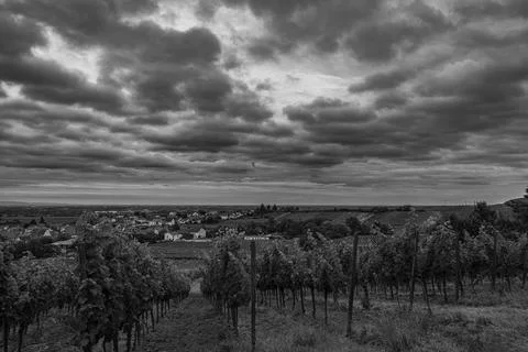 Vineyard Vista Stock Photos