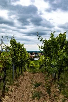 Vineyard Vista Stock Photos