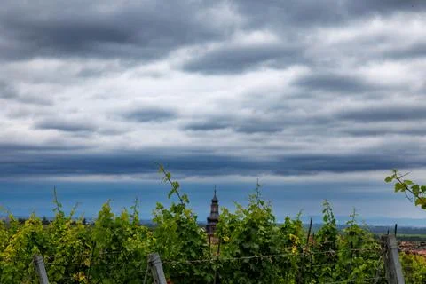 Vineyard Vista Stock Photos