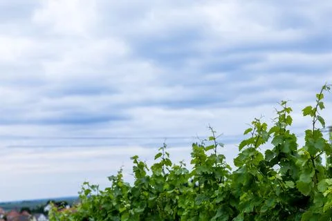 Vineyard Vista Stock Photos