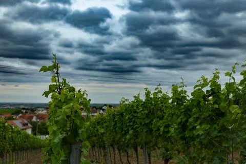 Vineyard Vista Stock Photos
