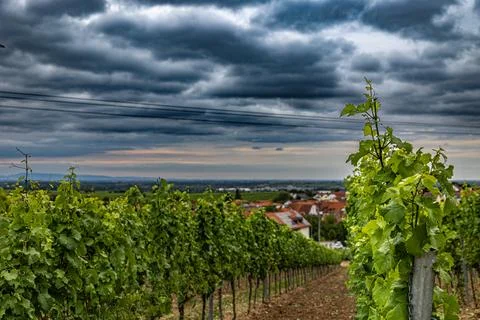 Vineyard Vista Stock Photos