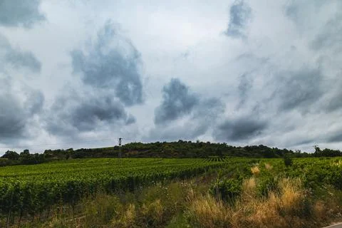 Vineyard Vista Stock Photos