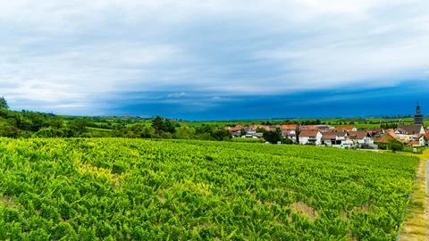 Vineyard Vista Stock Photos