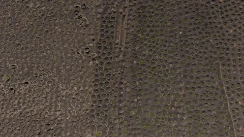 Vineyard on the Vulcano Stock-Footage 272305066