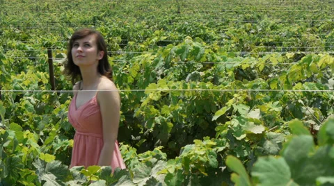 Vineyard walk Stock Footage 27656249