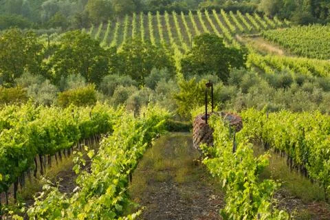 Vineyard with well Stock Photos
