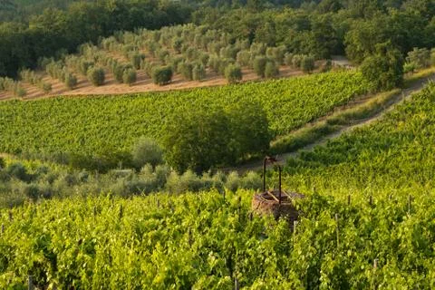 Vineyard with well Stock Photos