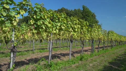Vineyard with white grapes Video stock 145718569