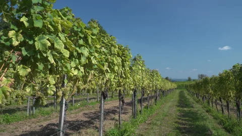 Vineyard with white grapes Stock Footage 145718760
