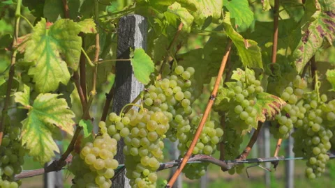 Vineyard with white grapes Stock Footage 145719336
