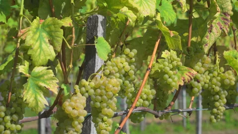 Vineyard with white grapes Stock Footage 145720286