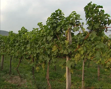 Vineyard white grapes Gruner Veltliner + pan Stock Footage 33819366