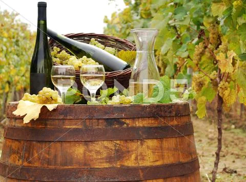 Vineyard with white wine and bottles.JPG Stock Photos