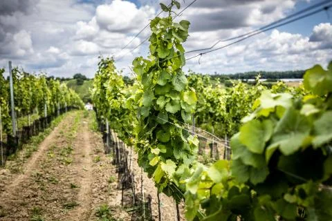 Vineyard with white wine Stock Photos