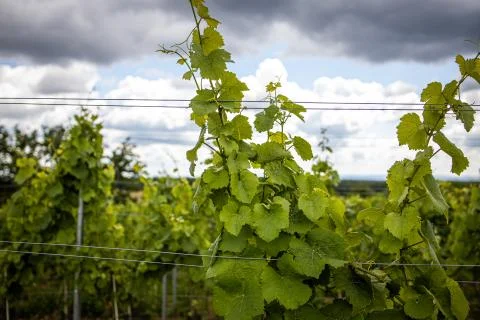 Vineyard with white wine Stock Photos