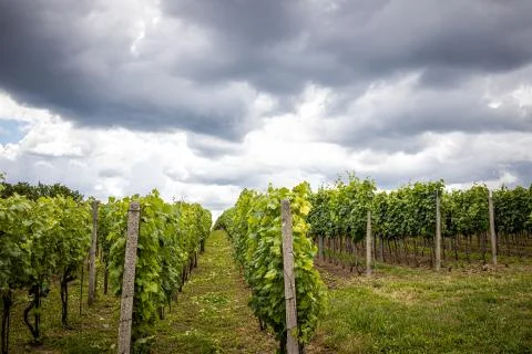 Vineyard with white wine Stock Photos