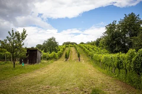 Vineyard with white wine Stock Photos