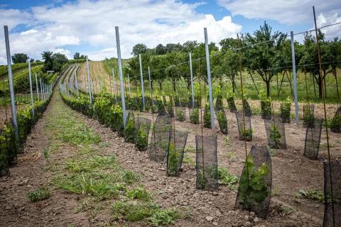 Vineyard with white wine Stock Photos