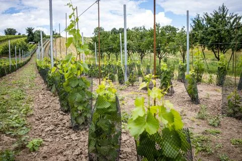 Vineyard with white wine Stock Photos