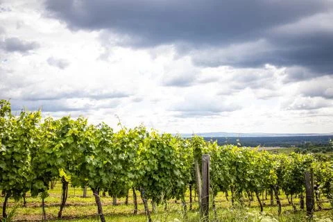 Vineyard with white wine Stock Photos