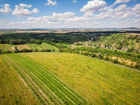 Vineyard with white wine Stock Photos
