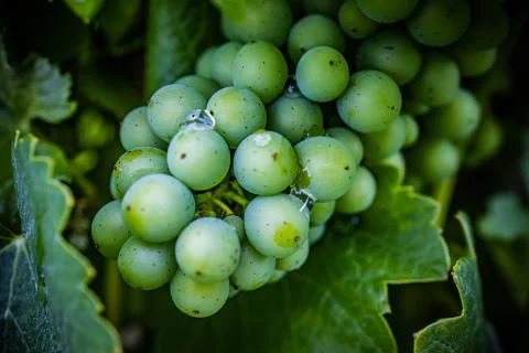 Vineyard with white wine Foto stock