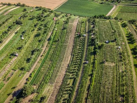 Vineyard with white wine Stock Photos