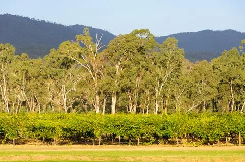 Vineyard - Whitfield Stock Photos