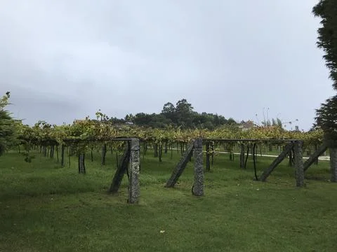Vineyard whose grapes are used to make wine Stock Photos