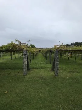 Vineyard whose grapes are used to make wine Stock Photos
