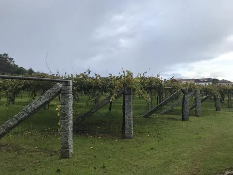Vineyard whose grapes are used to make wine Stock Photos