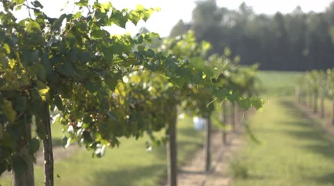 Vineyard Wide Stock Footage 32500550