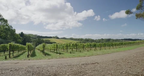 Vineyard Wide Shot Stock Footage 316694639