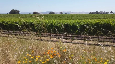 Vineyard with wildflowers daytime Stock Footage 112041056
