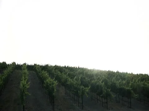 Vineyard Wine Country 库存影片 10685229