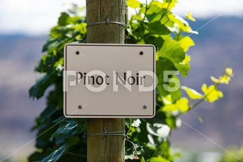 Vineyard wine grape variety sign Stock Photos
