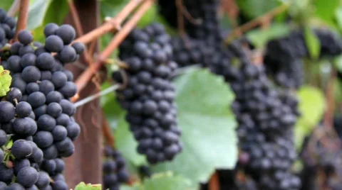 Vineyard Wine Grapevines Stock Footage 846196