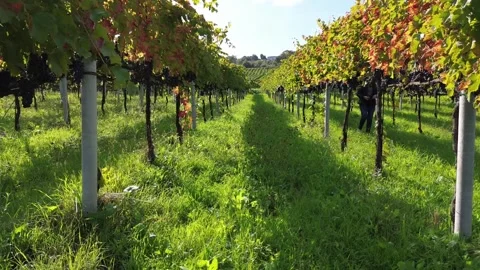 From Vineyard to Wine: The Magic of the Vine Supply Chain Stock-Footage 288977619