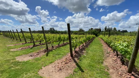 Vineyard wine plants in rows uruguay Stock Footage 255275069