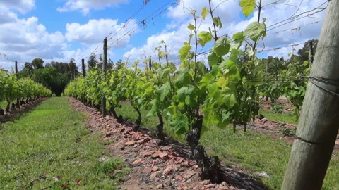Vineyard wine plants in rows uruguay Stock Footage 265324857