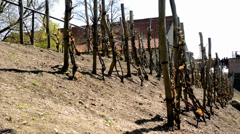 Vineyard wine (trees) Vídeo Stock 37260380