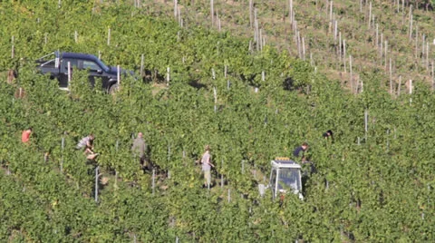 Vineyard Wine Valley Video stock 25934468