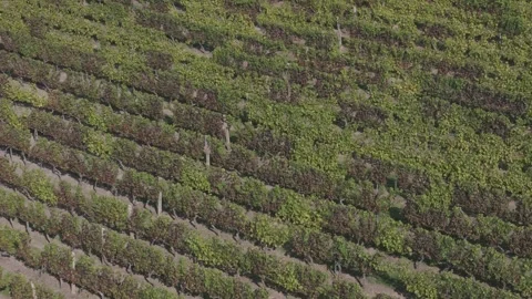 Vineyard winery farm flyover 스톡 동영상 252679321