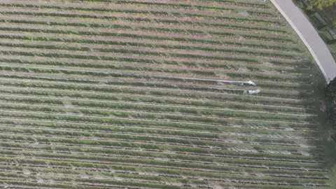 Vineyard winery farm flyover 스톡 동영상 252679397